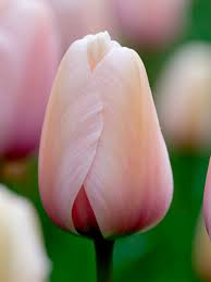 Tulip Hoop - Salmon Largo – Happy Trowels Farm